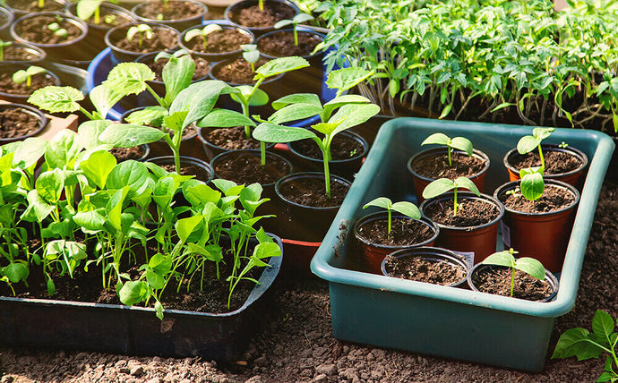 What To Start Growing In Your Allotment This March?