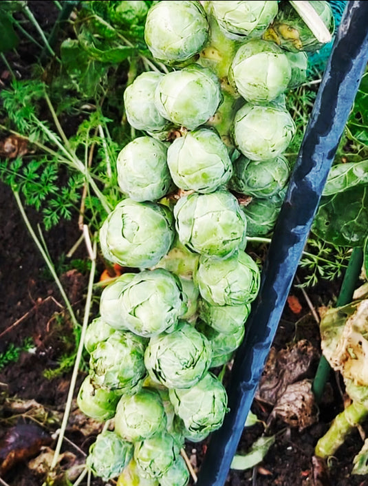 Rich Organic Black Compost 850 - 1600 Litre Bag