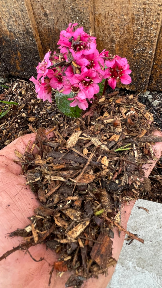 Decorative Tree Bark Mulch 0-25mm Mini Bark