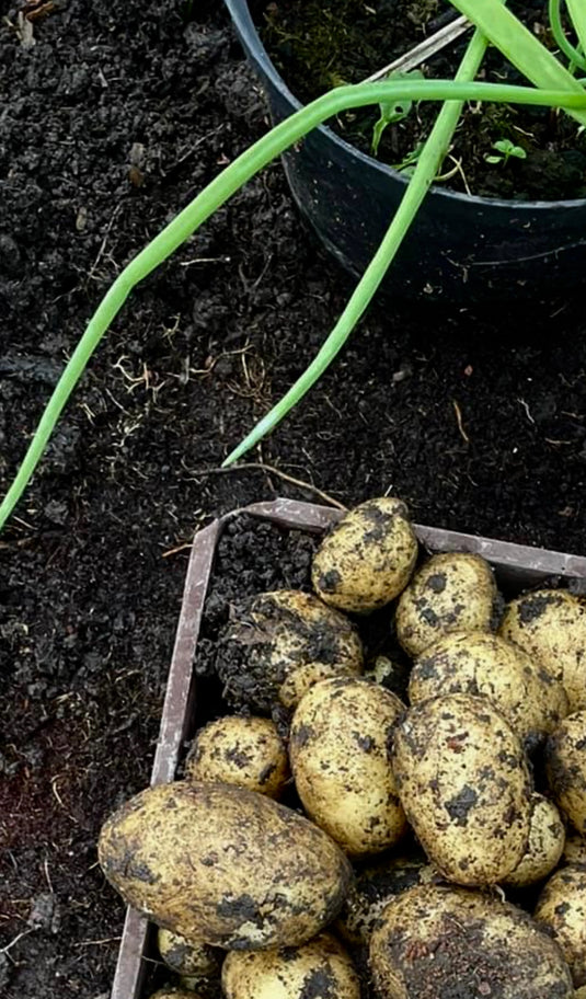 Growers Choice Fruit & Vegetable Compost 850 - 1600 Litre Bag