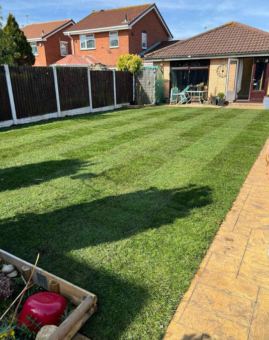 Freshly Harvested Shademaster grass, patio area, and house in the background