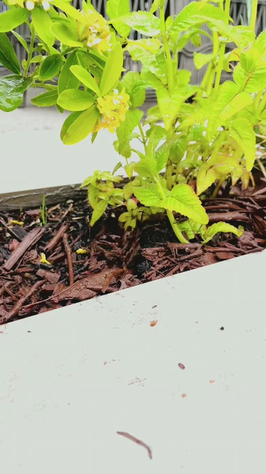 Black Decorative Bark Mulch Multiple Sizes