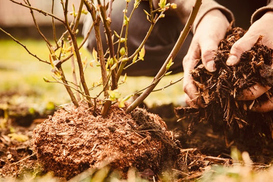 Composted manure for sale