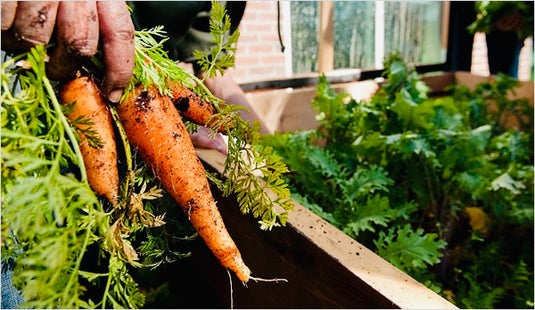 Best compost for vegetable