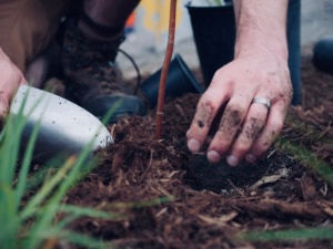 Bulk manure